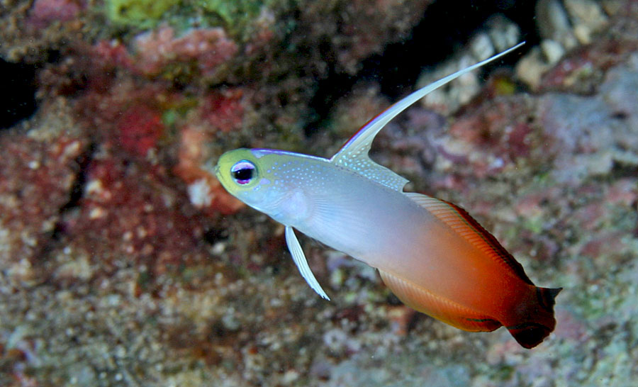 Nemateleotris magnifica (Ghiozzo di fuoco)